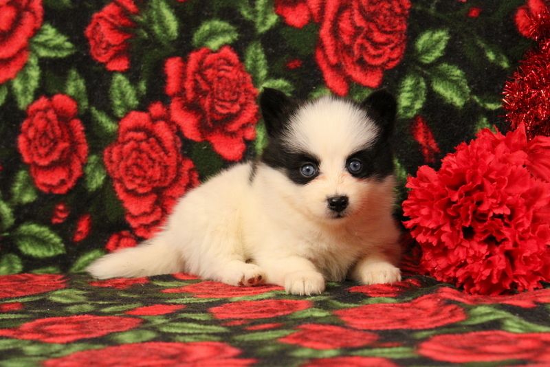 puppy, for, sale, Pomsky, Matthew B. Stoltzfus, dog, breeder, Gap, PA, dog-breeder, puppy-for-sale, forsale, nearby, find, puppyfind, locator, puppylocator, aca